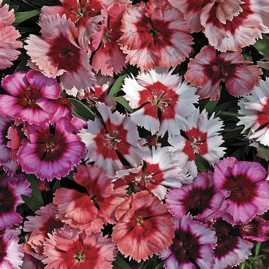 Dianthus Seeds Dianthus Super Parfait Mix 1,000 Pelleted Seeds