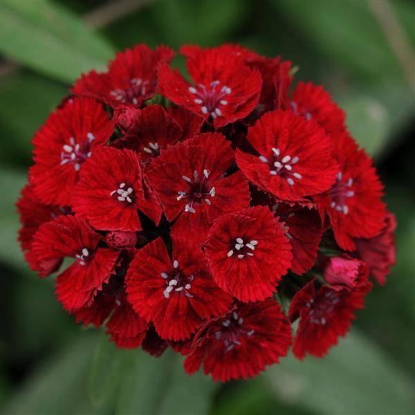 Dianthus Seeds Dianthus Sweet™ Red 1,000 Pelleted Seeds