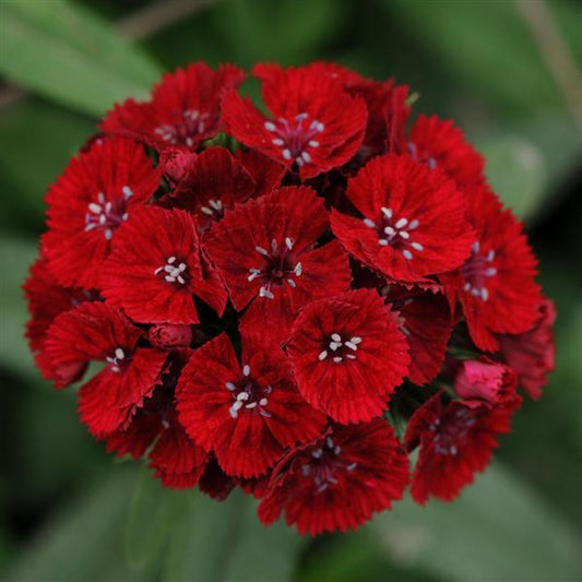 Dianthus Seeds Dianthus Sweet™ Red 1,000 Pelleted Seeds
