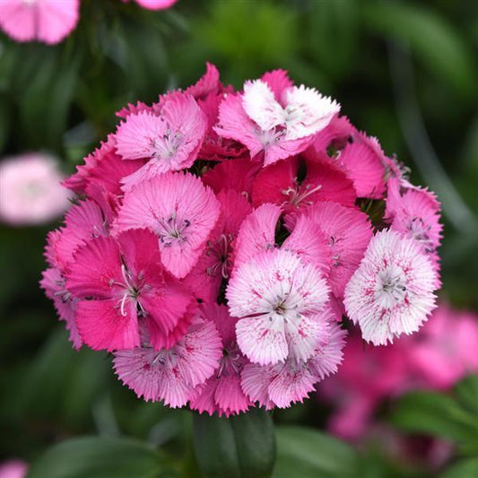 Dianthus Seeds Dianthus Sweet™ Rose Magic 1,000 Pelleted Seeds