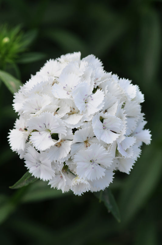 Dianthus Seeds Dianthus Sweet™ White 1,000 Pelleted Seeds
