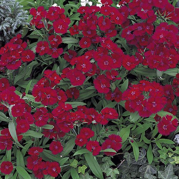 Dianthus Seeds Dianthus Diana Telstar Burgundy 1,000 Pelleted Seeds
