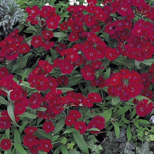 Dianthus Seeds Dianthus Diana Telstar Burgundy 1,000 Pelleted Seeds