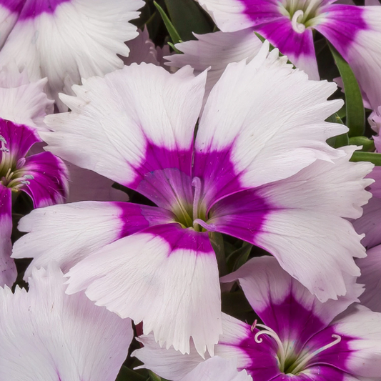 Dianthus Seeds Dianthus Venti Parfait Blueberry Eye 1,000 Pelleted Seeds