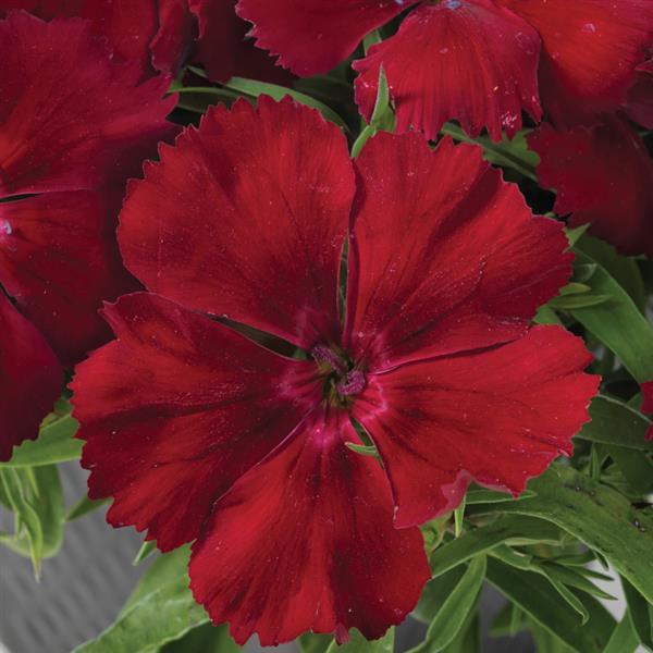 Dianthus Seeds Dianthus Venti Parfait Crimson 1,000 Pelleted Seeds