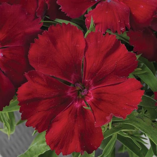 Dianthus Seeds Dianthus Venti Parfait Crimson 1,000 Pelleted Seeds