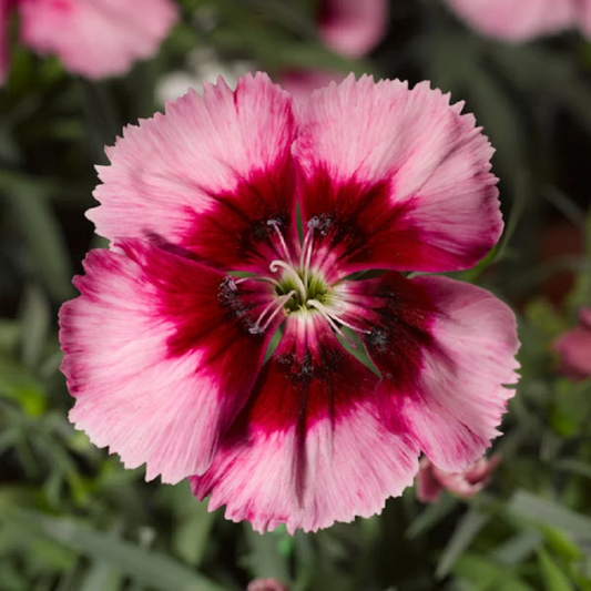 Dianthus Seeds Dianthus Venti Parfait Crimson Eye 1,000 Pelleted Seeds