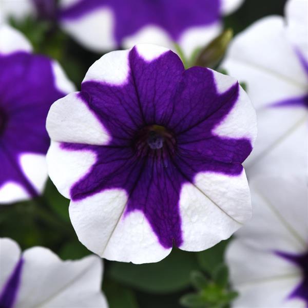 Bulk Petunia Seeds E3 Easy Wave® Midnight Marble Trailing Petunia Seeds