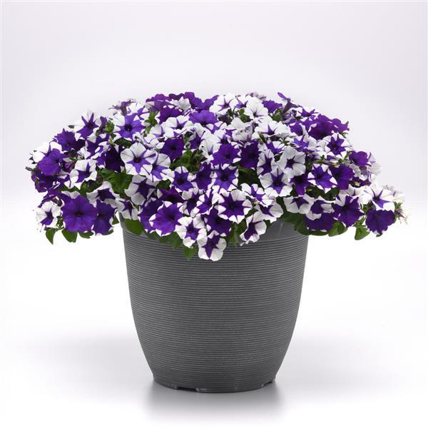 Bulk Petunia Seeds E3 Easy Wave® Midnight Marble Trailing Petunia Seeds