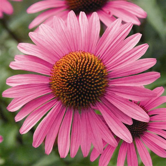 1,000 Echinacea Seeds Primadonna Deep Rose ApeX Coneflower