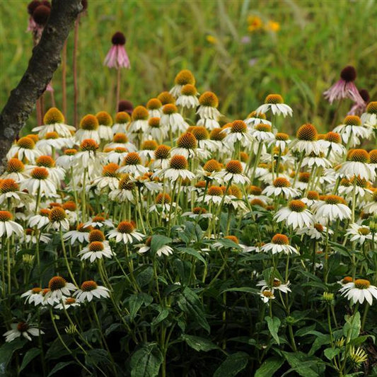 Echinacea Seeds Echinacea PowWow® White Coneflower