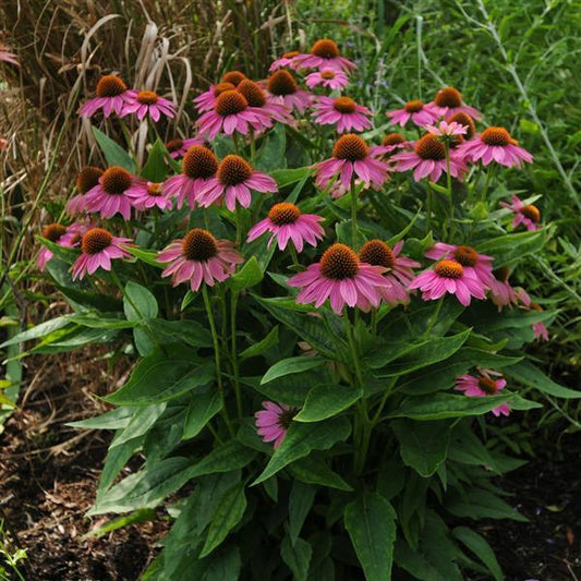 Echinacea Seeds Echinacea PowWow® Wild Berry Coneflower