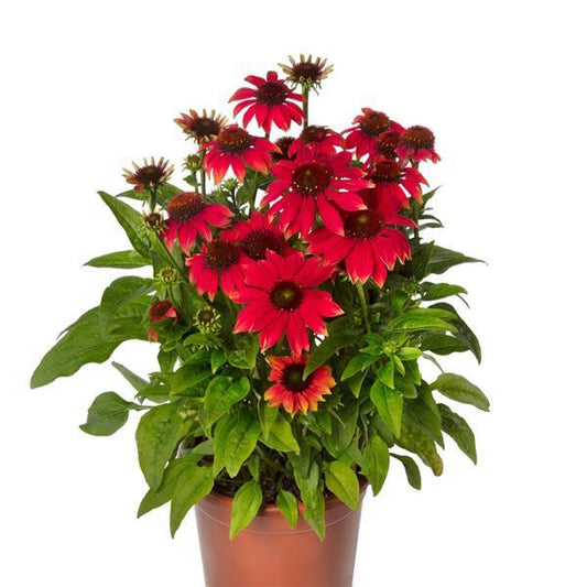 Echinacea Seeds Prairie Blaze Orange Sunset Coneflower