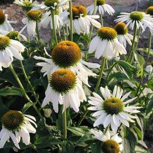 Echinacea Seeds Echinace Pure White Swan Coneflower
