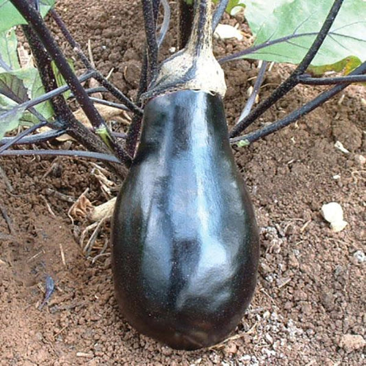 Eggplant Seeds Black Beauty Vegetable Seeds