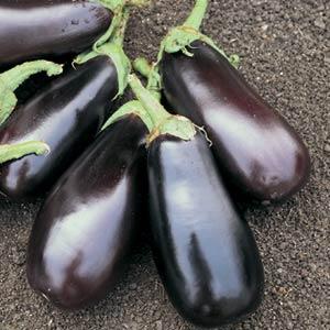 1,000 Eggplant Seeds Classic Vegetable Seeds