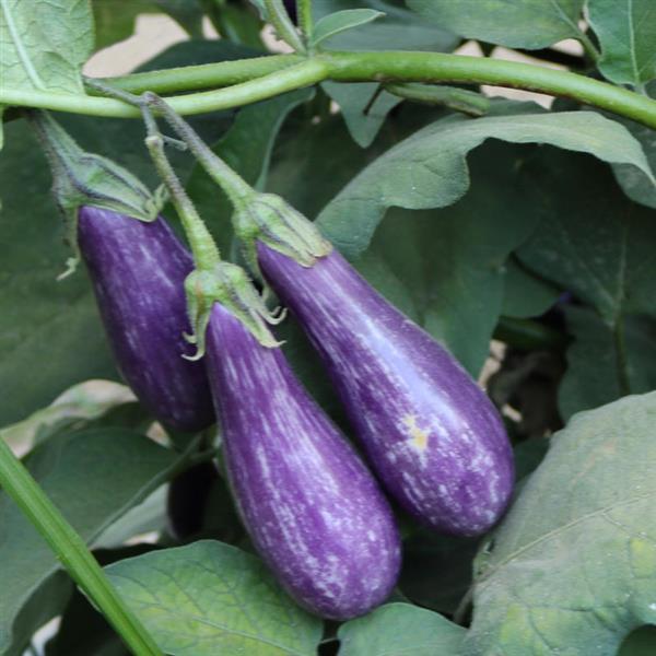 Eggplant Seeds Fairy Tale Vegetable Seeds