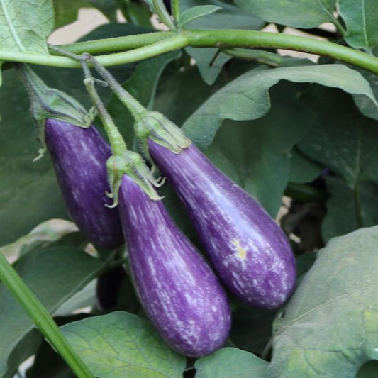 Eggplant Seeds Fairy Tale Vegetable Seeds