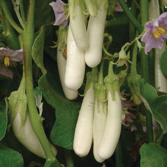 Eggplant Seeds Gretel Vegetable Seeds F1