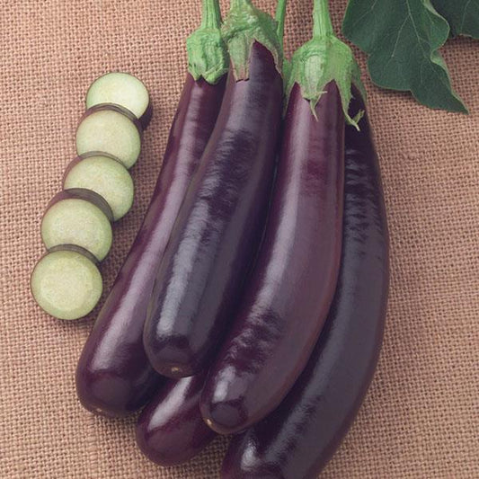 Eggplant Seeds Hansel Vegetable Seeds F1