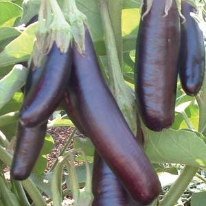Eggplant Seeds Little Fingers Vegetable Seeds