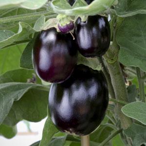 Eggplant Seeds Pot Black Vegetable Seeds