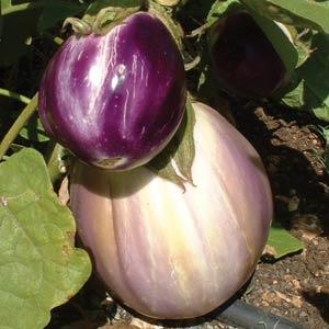 Eggplant Seeds Rosa Bianca Vegetable Seeds