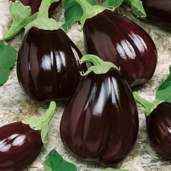 Eggplant Seeds Satin Moon Vegetable Seeds