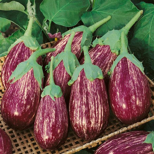 Eggplant Seeds Shooting Stars Vegetable Seeds Heirloom