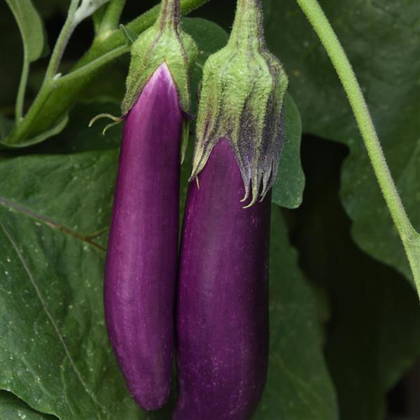 Eggplant Seeds Violet Delite Vegetable Seeds