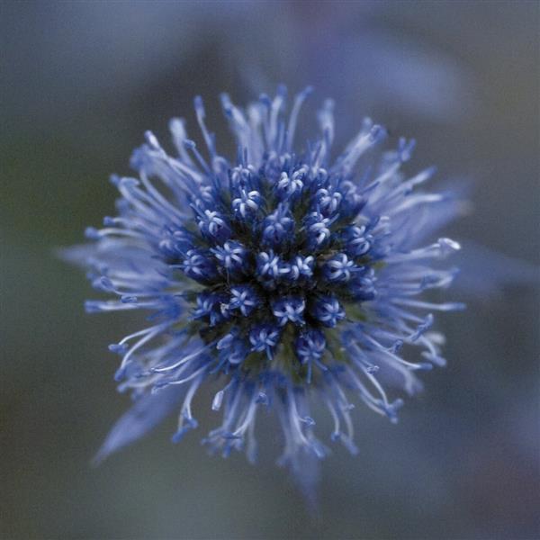 Eryngium Seeds Eryngium Glitter Blue Sea Holly Seeds