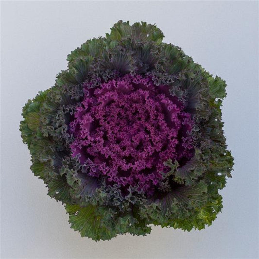 Flowering Kale Seeds Bright And Early Red 1,000 Seeds