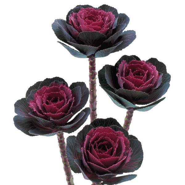 Flowering Kale Seeds Crane Rose 1,000 Seeds