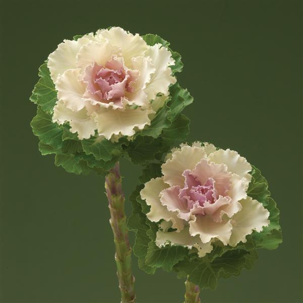 Flowering Kale Seeds Crane Ruffle Bicolor 1,000 Seeds