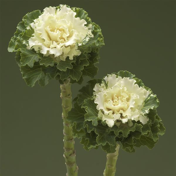 Flowering Kale Seeds Crane Ruffle White 1,000 Seeds