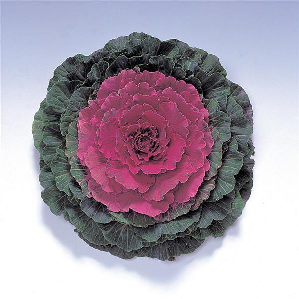 Flowering Kale Seeds Flowering Kale Pigeon Red 1,000 Seeds