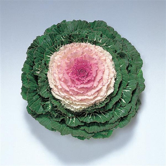 Flowering Kale Seeds Flowering Kale Pigeon Victoria 1,000 Seeds