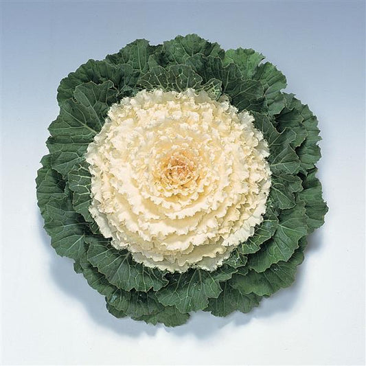 Flowering Kale Seeds Flowering Kale Pigeon White 1,000 Seeds
