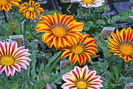 Gazania Seeds Big Kiss Mix Flower Seeds