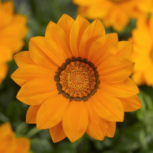 Gazania Seeds Big Kiss Orange Flower Seeds