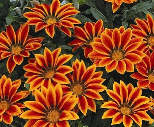 Gazania Seeds Big Kiss Orange Flame Flower Seeds