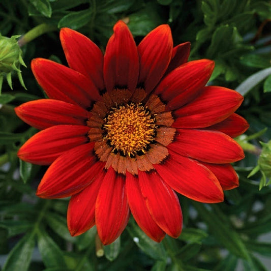 Gazania Seeds Big Kiss Red Flower Seeds