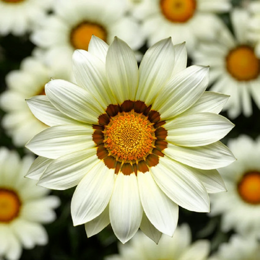 Gazania Seeds Big Kiss White Flower Seeds