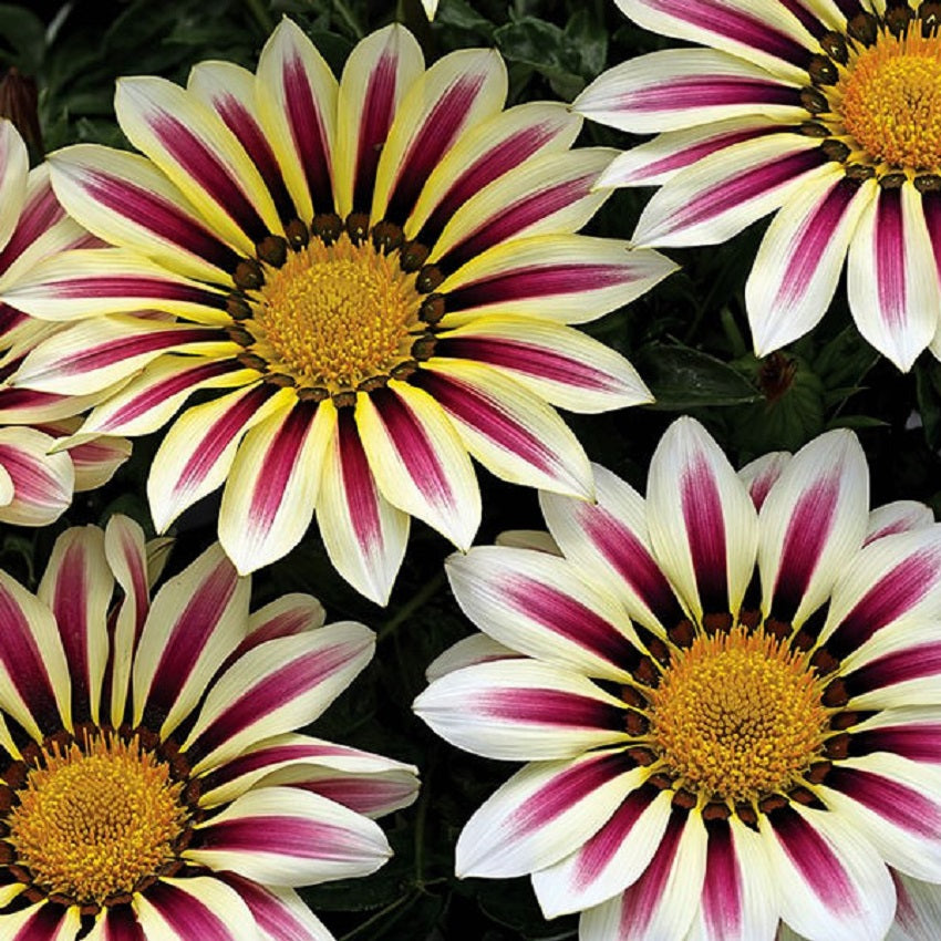 Gazania Seeds Big Kiss White Flame Flower Seeds