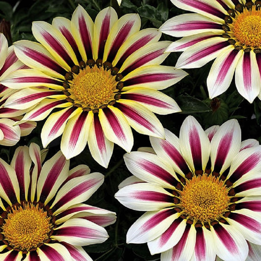 Gazania Seeds Big Kiss White Flame Flower Seeds