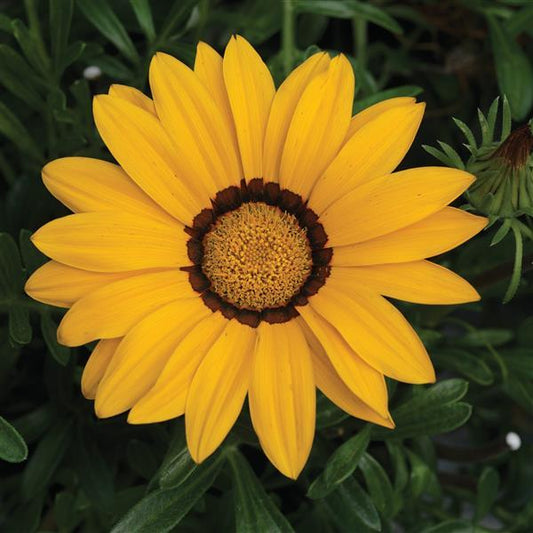 Gazania Seeds Big Kiss Yellow Flower Seeds
