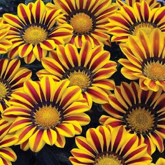 Gazania Seeds Big Kiss Yellow Flame Flower Seeds