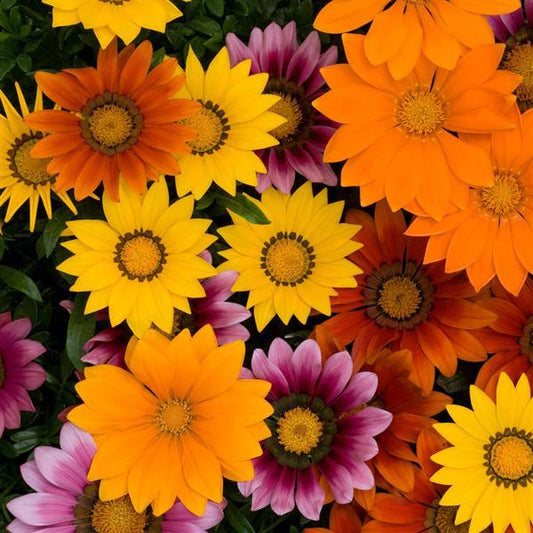 1,000 Gazania Seeds New Day® Bright Mix Flower Seeds