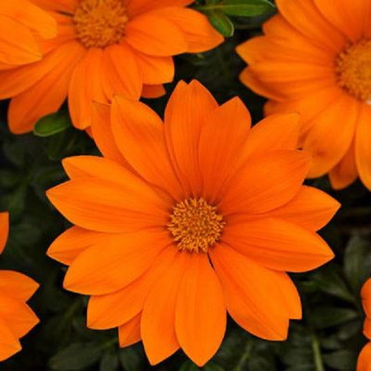 1,000 Gazania Seeds New Day® Clear Orange Flower Seeds