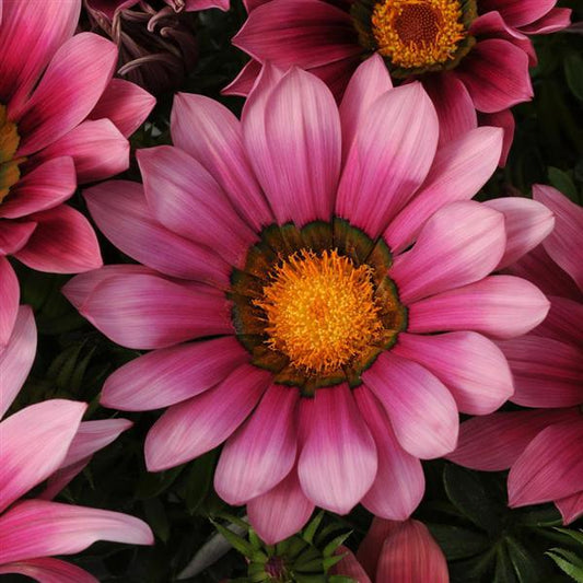 1,000 Gazania Seeds New Day® Pink Shades Flower Seeds